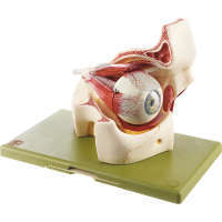 Augenhöhle mit Augapfel 3x Vergrößerung 8 Teile SOMSO®-Modell