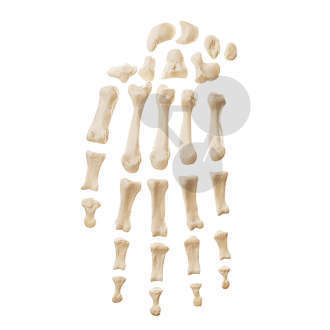 Handknochen SOMSO®-Modell