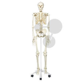 Homo-Skelett Standard Premium