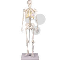 Miniatur-Skelett Premium