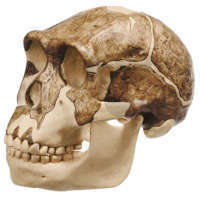 Crâne Homo Ergaster Somso