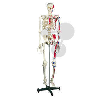 Homo-Skelett Muskeldarstellung Classic