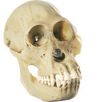 Crâne d'orang-outang, femelle