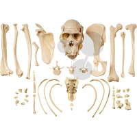 Sammlung typischer Knochen vom Schimpansen SOMSO®-Modell