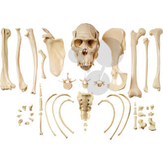 Sammlung typischer Knochen vom Schimpansen SOMSO®-Modell