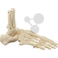 Fuss-Skelett (Drahtmontage) SOMSO®-Modell