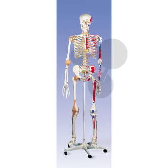 Skelett Sam A13 - Luxusversion auf Metallstativ mit 5 Rollen Premium