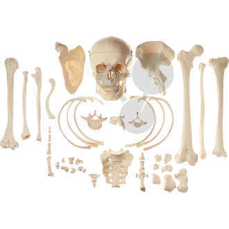 Sammlung typischer Knochen vom Menschen SOMSO®-Modell