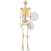 Squelette humain à suspendre SOMSO®