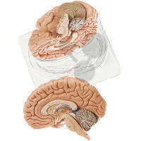 Gehirn SOMSO®-Modell