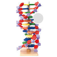 DNA-Modell, 12 Schichten, Molymod®