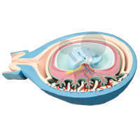 Coupe transversale d'utérus avec fœtus en 3 parties