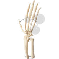 Squelette de main de chimpanzé