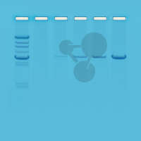 Réaction en chaîne par polymérase (PCR)
