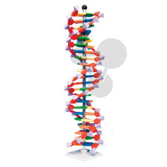 DNA-Modell, 22 Schichten, Molymod®