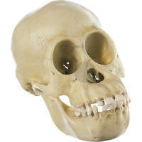 Crâne de chimpanzé, jeune