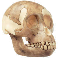 Crâne Proconsul Africanus Somso