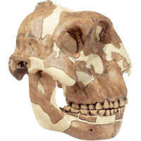 Crâne Oldoway Somso