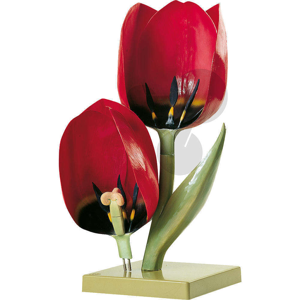 Tulipe de jardin, fleur