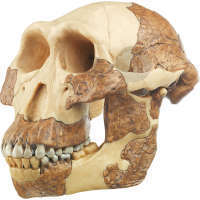 Crâne Australopithecus Afarensis