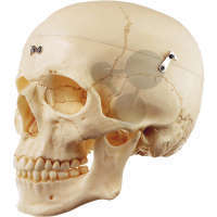Crâne humain Somso