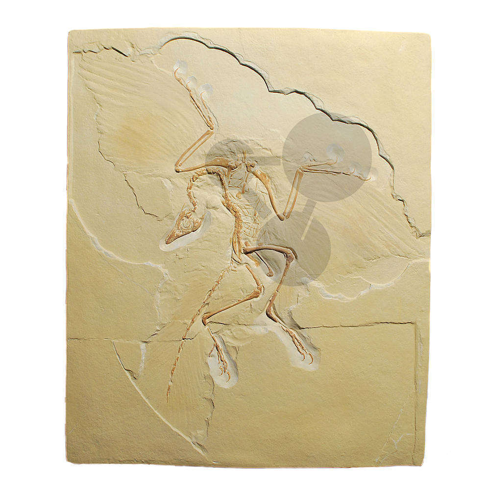 Archaeopteryx lithographica Abguss
