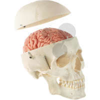 Künstlicher männlicher Homo-Schädel mit 8-teiligem Gehirn SOMSO®-Modell
