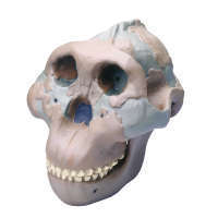Crâne Oldoway H5 Premium