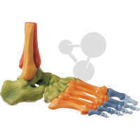 Fuss-Skelett  rechts (Bewegliche Gelenke + Farbe) SOMSO®-Modell