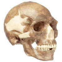 Crâne Homo Sapiens Somso