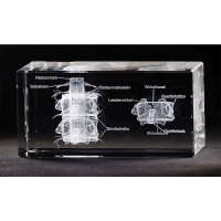Wirbel mit Nerven - 3D-Modell in Glas