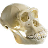 Crâne de chimpanzee, femelle