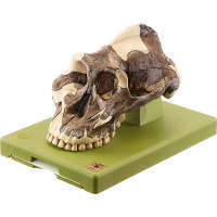 Crâne Paranthropus Aethiopicus