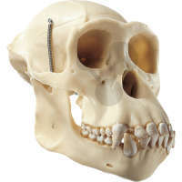 Crâne artificiel de chimpanzé