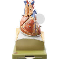 Herz auf Zwerchfellsockel SOMSO®-Modell