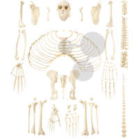 Squelette artificiel de chimpanzé