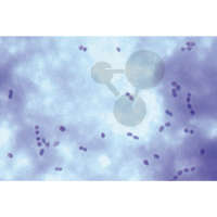 Streptococcus lactis, Milchsäurebildner