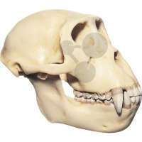 Crâne de macaque rhésus, mâle