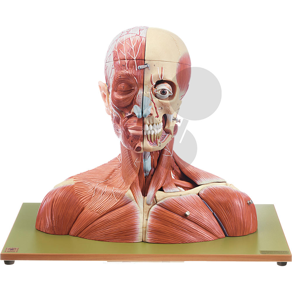 1 2pcs Anatomisches Lernwerkzeug 1 Menschlicher Kopf Hals Modell 