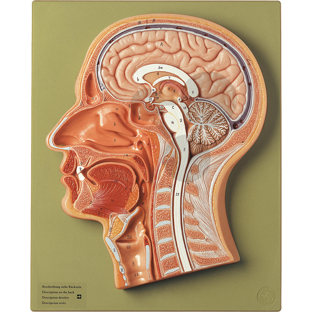 Vergrößerung 2X Medianschnitt Brainstem Medianschnitt Modell des menschlichen 