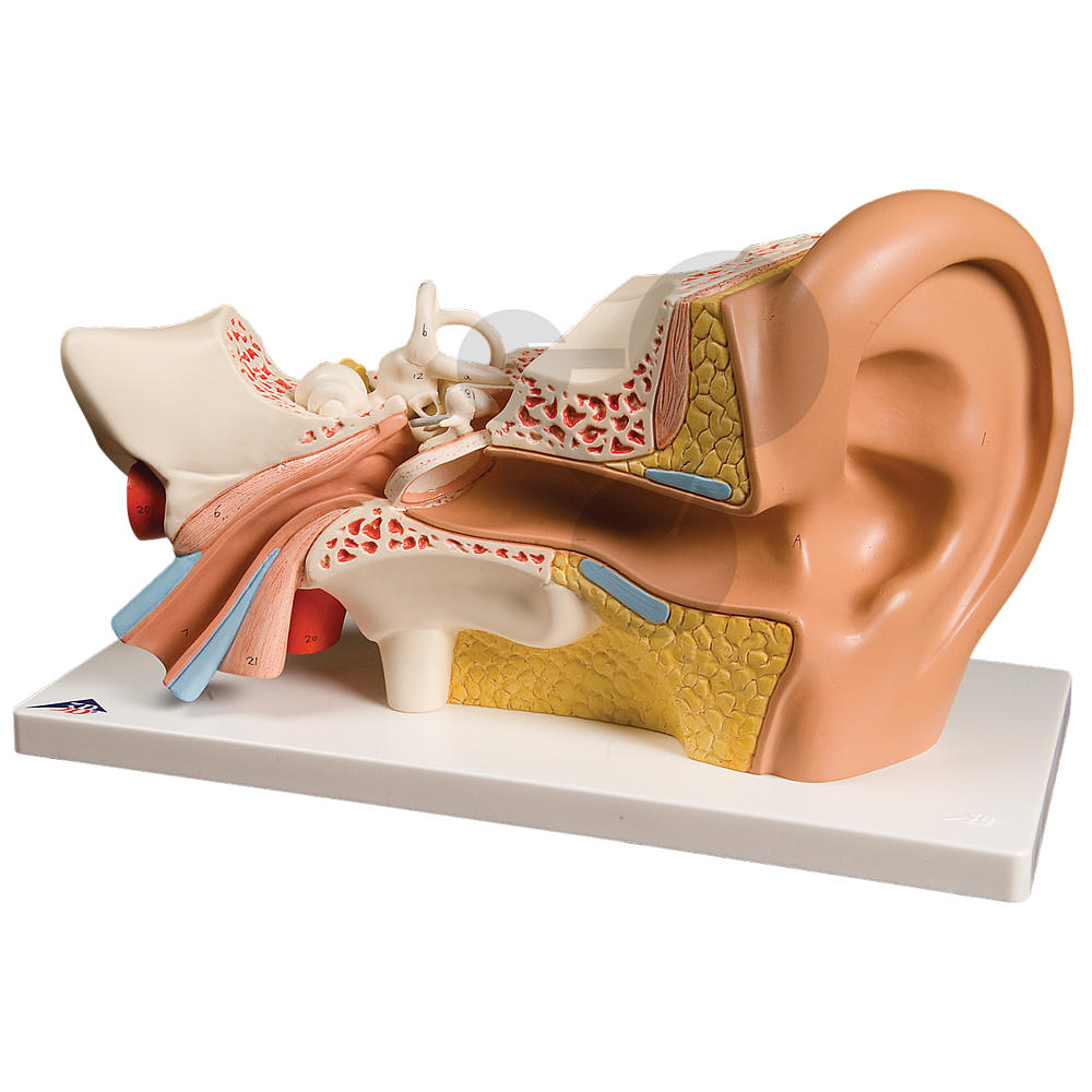 Die Menschliches Ohr Modell1,5 Faches Lebensgroßes Modell Mit 3 Teilen 