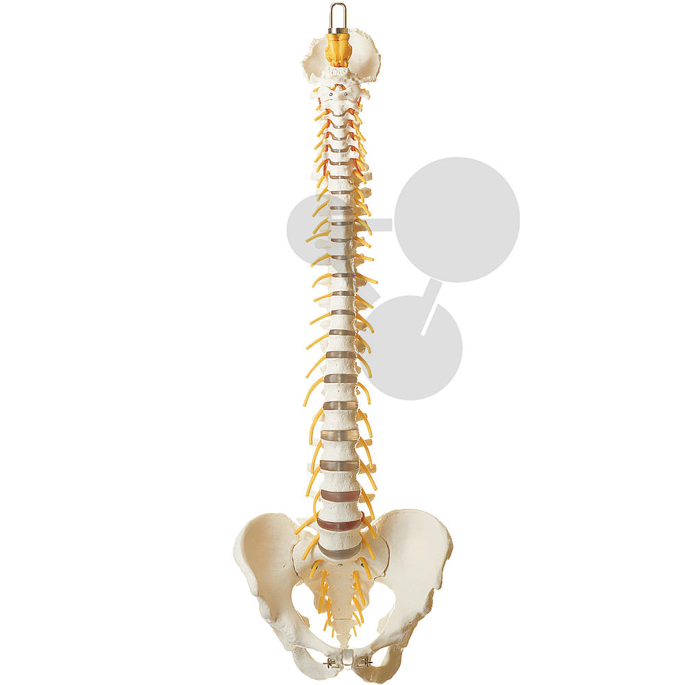 MagiDeal Minified Human 5 Lendenwirbelsäule & Becken Anatomisches Modell 